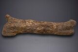 Fossil Hadrosaur (Edmontosaurus) Femur - Wyoming #313984-1